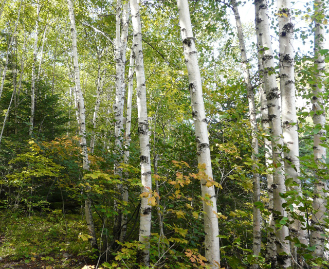 Photo credit https://www.ontario.ca/document/forest-resources-ontario-2016/white-birch-betula-papyrifera