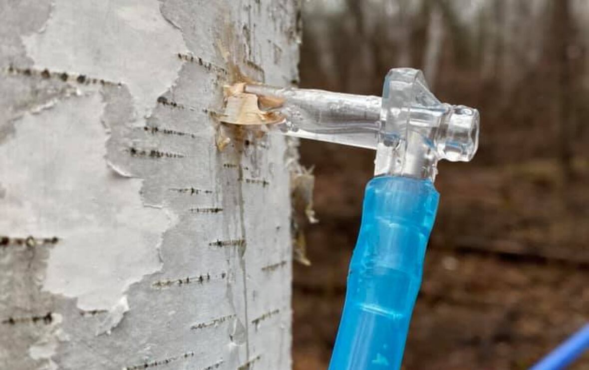 Photo Credit: A tapped birch tree. (Grasley's Ontario Birch Syrup/Facebook)